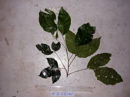 Image result for Allophylus africanus