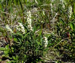 Image result for Polygala senensis
