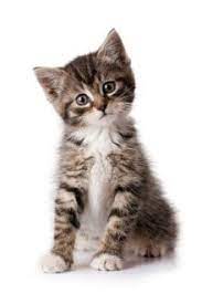 De kat tooling & moulding is een onderneming die u een totaaloplossing aanbiedt op het gebied van kunststof productontwikkeling. Levensloop Van De Kat Dierenkliniek Hoogveld