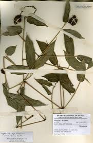 Image result for Sarcophrynium brachystachyum