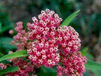 We did not find results for: Minnesota Native Prairie Plants Morning Sky Greenery