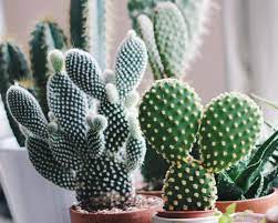 Cactus plants have two leaves, which is the hallmark of dicotyledonous plants. How To Repot Succulents And Cactus Arxiusarquitectura