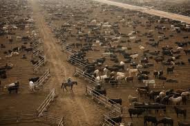 Its population was 15,370 at the 2010 census. Belching Cows And Endless Feedlots Fixing Cattle S Climate Issues The New York Times