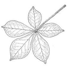 Image result for Vitex payos