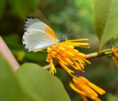 Image result for Aspilia mendoncae