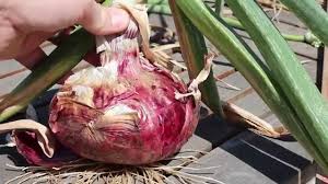 We did not find results for: Harvesting Red Onions And Raised Bed Garden Update 5 26 14 Youtube