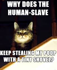 Top Laughing So Hard Cat Memes Cat Memes Facebook Funny Cat Memes Funny Cat Jokes Best Cat Memes