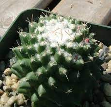 Learn why it happens and what you can do about it. Sticky White Mold On My Cactus Miss Chen Garden Manage Gfinger Is The Best Garden Manage App