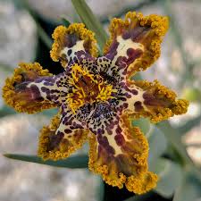 Image result for Ferraria glutinosa