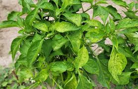 Image result for Alfalfa mosaic virus