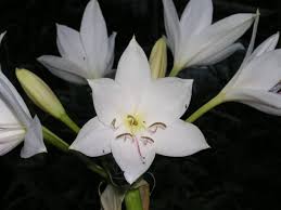 Image result for Crinum paludosum