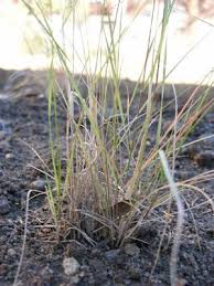 Image result for Aristida denudata