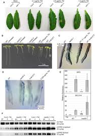 Maybe you would like to learn more about one of these? The Arabidopsis N Terminal Acetyltransferase Naa50 Regulates Plant Growth And Defense Biorxiv