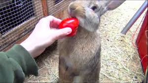 Begonias aren't exactly a lush field of young and tender alfalfa, so they're by no means. Can Rabbits Eat Tomatoes And Be Safe What About Baby Bunnies Rabbit Eating Rabbit Flemish Giant