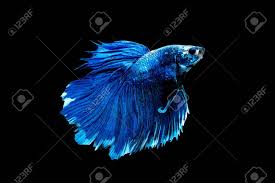 Types of betta fish halfmoon team super blue, the color is beautiful and so strong. Blue Betta Fish Siamese Fighting Fish Was Isolated On Black Stock Photo Picture And Royalty Free Image Image 129078042