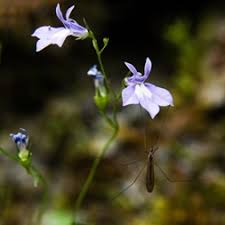 Image result for Lobelia thermalis