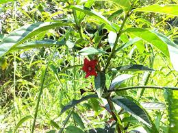 If you did not have any side effects or feel uncomfortable with sabah snake grass you can increase it. Sabah Snake Grass By Marklim13 On Deviantart