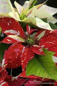 Poinsettias Tips For A Featured Houseplant Live Dan330 Christmas Plants Christmas Flowers Flowers