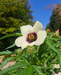 Image result for Hibiscus cannabinus
