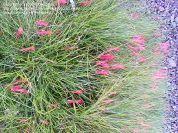 Pink flowering bushes in arizona. Plant Identification Closed Can You Id A Pink Flowering Shrub Bush In Az 1 By A2zcricket