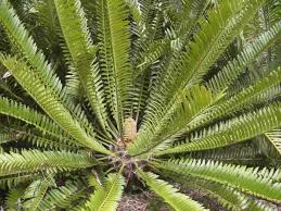 Image result for Encephalartos chimanimaniensis