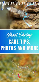 Ghost Shrimp Care Guide Breed Profile Diet Breeding And More Ghost Shrimp Aquarium Fish Food Shrimp Tank