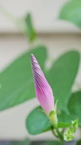 It also goes by morning wood and the alliterative breakfast boner. My Morning Glory Bud Looks Like A Unicorn Horn Pics