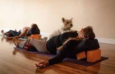 Gentle Yoga with Therapy Dogs — Joy of Yoga