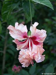 Image result for Hibiscus torrei