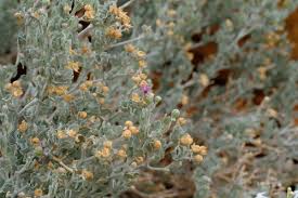 Image result for Vernonia karaguensis