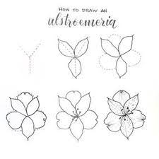 How To Draw An Alstroemeria Aka Peruvian Lily Or Lily Of The Incas These Flowers Come In A Fireworks Flower Drawing Tutorials Flower Drawing Lilies Drawing
