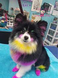 Any open hair salons near me? Getting Started With Opawz Dog Hair Dye