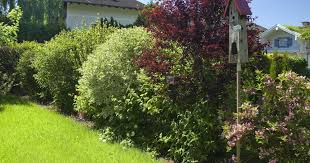 Farbenfroher Sichtschutz Blutenhecken Anlegen Und Pflegen Garten Hecken Stauden Blutenhecke