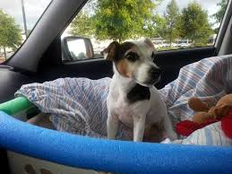 Diy Front Seat Dog Car Seat Dog Car Car Dog Bed Dog Car Booster Seat