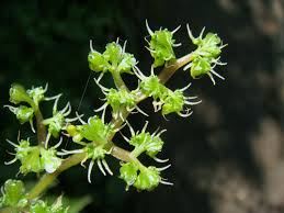 Image result for Laportea ovalifolia