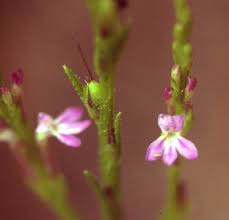 Image result for Striga hallaei