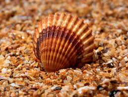 Welche ausdrücke haben eine ähnliche bedeutung wie die redewendung „jemandem löcher in den bauch fragen? Sechs Muscheln Die Ihr An Der Kuste Finden Konnt Geolino