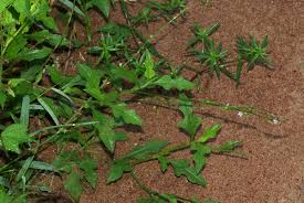 Image result for Oxygonum