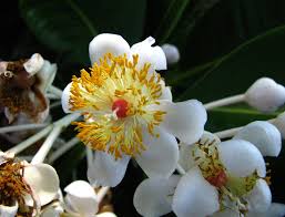 Image result for Calophyllum inophyllum