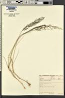 Image result for Eragrostis cylindriflora