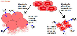 2 fresh eggs white vinegar (about 600 ml) 2 containers (large enough to hold an egg and completely cover it with liquid; Ficks S Law Of Diffusion Osmosis Active Transport Examples In Animal And Plant Cells Isotonic Solution Potato Experiment Osmotic Pressure Igcse O Level Gcse Biology Revision Notes Examinations