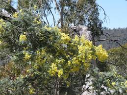 Image result for Acacia dealbata