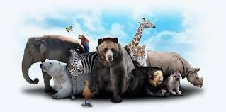 And each has its own set of features and unique abilities! 300 Random Animal Facts The Fact Site