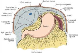 Image result for Lessertia falciformis
