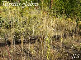 Image result for Turritis