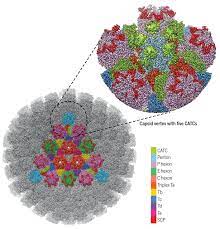 A total of 3,702 micrographs were captured, from which a dataset of 6,069 virion images was extracted for 3d reconstruction. Structure Of The Herpes Simplex Virus 1 Capsid With Associated Tegument Protein Complexes Science