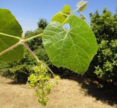 Wild grape can be planted along a fence line as a beautiful privacy hedge. Vitis Californica Calflora