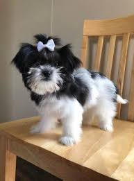 Fluffy white shih tzu puppies. Shih Tzu Coat Colors