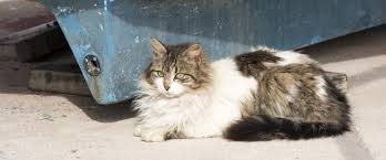 Hund, katt og hest er de vanligste former for allergi for dyr. Stottende Ernaering For Katter Med Allergi