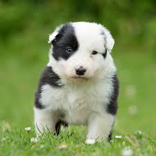 We breed the best puppies. 1 Border Collie Puppies For Sale In Portland Or Uptown